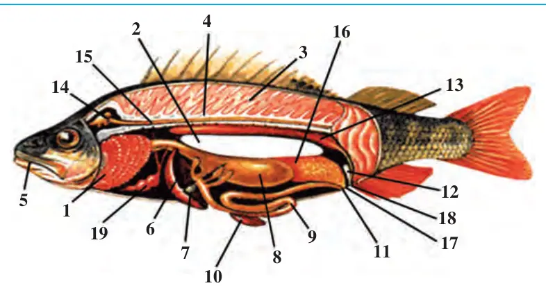 60-rasm. Baliqlarning ichki tuzilishi: 1 – jabra; 2 – suzgich pufagi; 3 – muskullar; 4 – umurtqa pog‘onasi; 5 – og‘iz teshigi; 6 – jigar; 7 – o‘t pufagi; 8 – oshqozon; 9 – ichak; 10 – taloq; 11 – orqa chiqaruv teshigi; 12 – qovuq; 13 – buyrak; 14 – bosh miya; 15 – orqa miya; 16 – tuxumdon; 17 – jinsiy teshik; 18 – siydik chiqarish teshigi; 19 – yurak