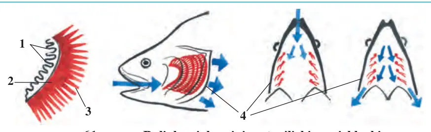 61-rasm. Baliqlar jabrasining tuzilishi va ishlashi: 1 – jabra qilchalari; 2 – jabra ravoqlari; 3 – jabra varaqlari; 4 – jabra qopqog‘i (strelka suvning yo‘nalishini ko‘rsatadi)
