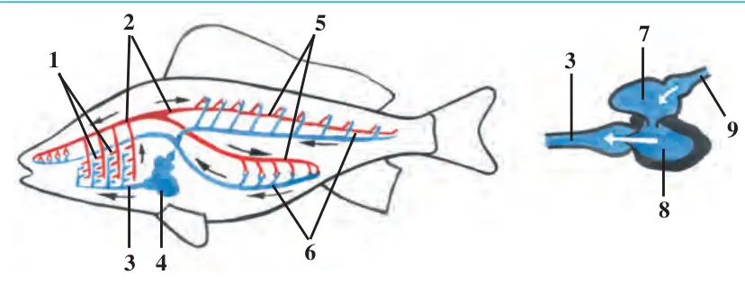 62-rasm. Baliqlarning qon aylanish sistemasi va yuragining tuzilishi: 1 – jabra kapillyarlari; 2 – orqa aorta; 3 – qorin aorta; 4 – yurak; 5 – arteriyalar; 6 – organlardagi kapillyarlar; 7 – yurak bo‘lmasi; 8 – yurak qorinchasi; 9 – yurak venasi