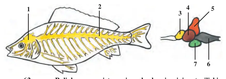 63-rasm. Baliqlar nerv sistemasi va bosh miyasining tuzilishi: 1 – bosh miya; 2 – orqa miya; 3 – oldingi miya; 4 – o‘rta miya; 5 – miyacha; 6 – uzunchoq miya; 7 – oraliq miya