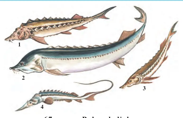 67-rasm. Bakra baliqlar: 1 – bakra; 2 – beluga; 3 – sterlyad; 4 – Amudaryo qilquyrug‘i