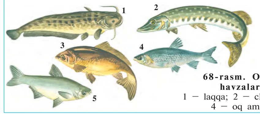 68-rasm. O‘zbekiston suv havzalari baliqlari: 1 – laqqa; 2 – cho‘rtan; 3 – zog‘ora; 4 – oq amur; 5 – oqcha