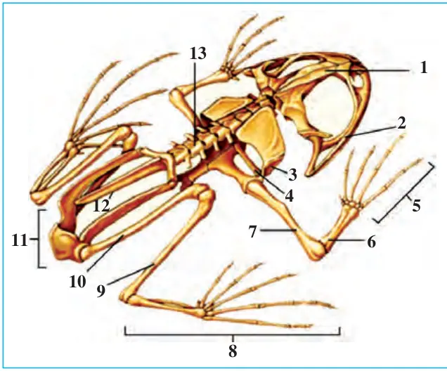 70- rasm. Baqa skeleti: 1 – bosh skeleti; 2 – jag‘; 3 – kurak; 4 – o‘mrov; 5 – panja; 6 – bilak; 7 – yelka; 8 – tovon; 9 – boldir; 10 – son; 11 – chanoq suyaklari; 12 – dum; 13 – umurtqa pog‘onasi