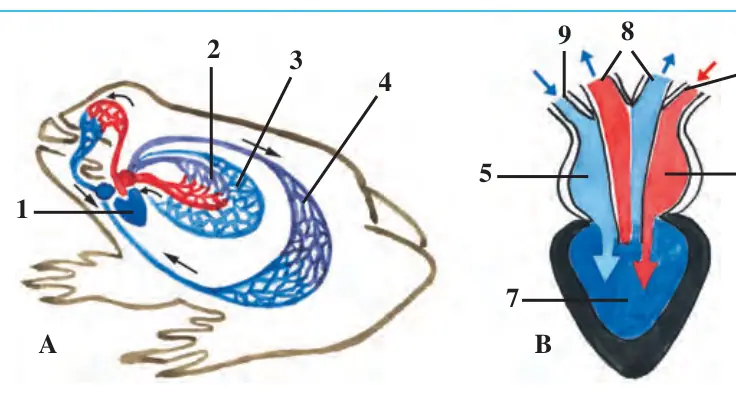 72- rasm. Baqaning qon ay- 9 lanish sistemasi (A) va yuragi (B)ning tuzilishi: 1 – yurak; 2 – o‘pka; 3 – kichik qon aylanish doirasi; 6 4 – katta qon aylanish doira- si; 5 – o‘ng yurak bo‘lmasi; 6 – chap yurak bo‘lmasi; 7