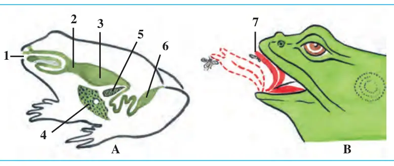 71-rasm. Baqaning hazm qilish sistemasi (A) va oziqlanishi (B): 1 – og‘iz; 2 – qi zilo‘ngach; 3 – oshqo zon; 4 – jigar; 5 – oshqozonosti bezi; 6 – kloaka; 7 – til
