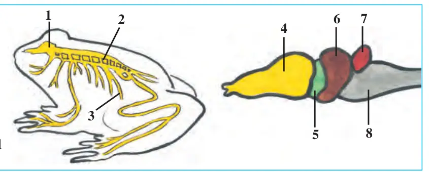 73-rasm. Baqaning nerv sistemasi: 1 – bosh miya; 2 – orqa miya; 3 – nervlar; 4 – oldingi miya; 5 – oraliq miya; 6 – o‘rta miya; 7 – miyacha; 8 – uzunchoq