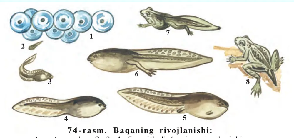 74-rasm. Baqaning rivojlanishi: 1 – tuxumlar; 2–3–4–5 – itbaliqlarning rivojlanishi; 6–7–8 – itbaliqning baqaga aylanishi