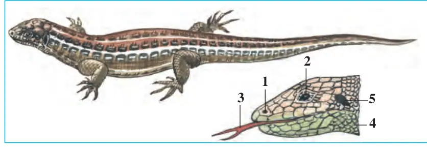 75-rasm. Ildam kaltakesakning tashqi tuzilishi: 1 – burun teshigi; 2 – ko‘z; 3 – til; 4 – tangachalar; 5 – quloq teshigi