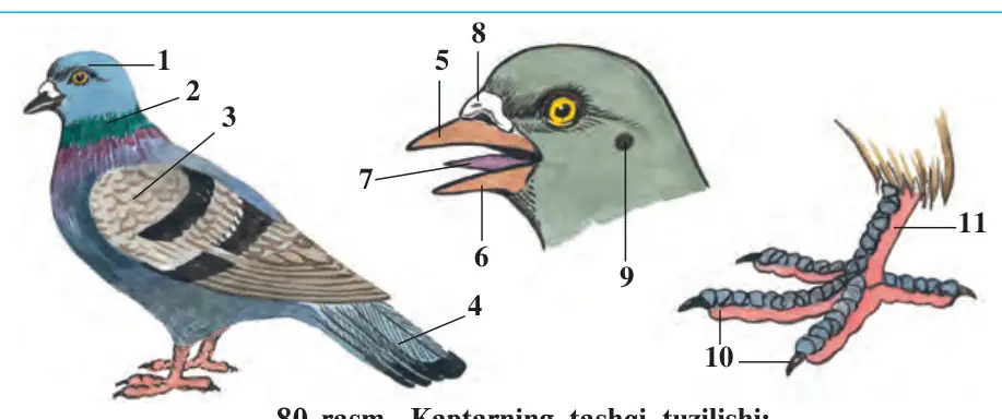 80-rasm. Kaptarning tashqi tuzilishi: 1 – bosh; 2 – bo‘yin; 3 – qanot; 4 – dum; 5 – ustki tumshuq; 6 – ostki tumshuq; 7 – til; 8 – burun teshigi; 9 – quloq teshigi; 10 – barmoqlar; 11 – ilik
