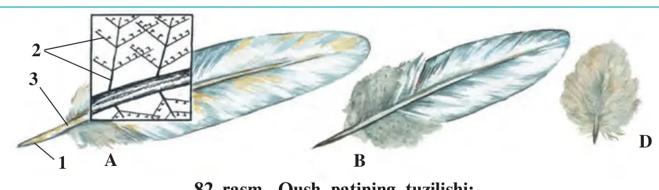 82-rasm. Qush patining tuzilishi: D A B 1 A – qoqish pati; B – kontur qoplag‘ich pat. D – par: 1 – qalam uchi; 2 – birinchi va ikkinchi tartib o‘siqchalar; 3 – o‘zak