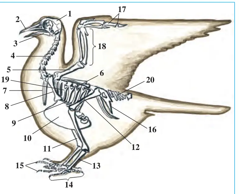 83-rasm. Kaptar 2 skeleti: 1 – bosh; 2 – ustki tum- shuq; 3 – ostki tumshuq; 3 4 – bo‘yin umurtqalari; 4 5 – yelka; 6 – ko‘krak 5 19