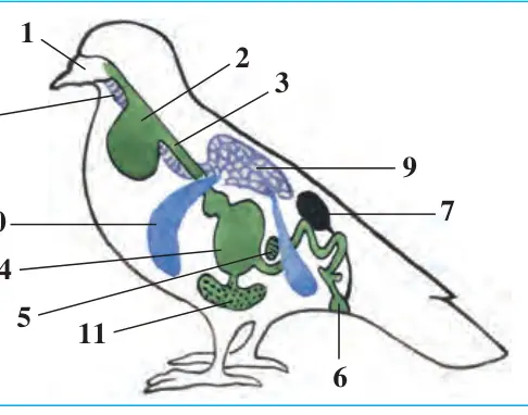84-rasm. Kaptarning hazm qilish, ayirish va nafas olish sistemasi: 1 – og‘iz bo‘shlig‘i; 2 – jig‘ildon; 3 – qizilo‘ngach; 4 – oshqozon; 5 – oshqozonosti bezi; 6 – kloaka; 7 – buyrak; 8 – kekirdak; 9 – o‘pka; 10 – havo xaltasi; 11 – jigar
