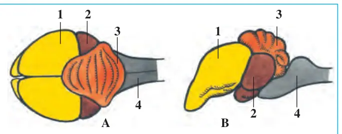 86-rasm. Qush bosh miyasining tuzilishi: A – ustki tomondan ko‘rinishi; B – yon tomondan ko‘rinishi: 1 – miya katta yarimsharlari; 2 – o‘rta mi ya; 3 – miyacha; 4 – uzunchoq miya