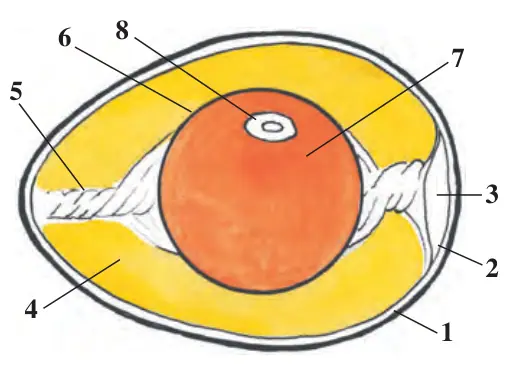 88-rasm. Qush tuxumining tuzilishi: 1 – po‘choq; 2 – po‘choqosti parda; 3 – havo kamerasi; 4 – suyuq oqsil; 5 – oqsil kanopcha; 6 – sariqlik par- da; 7 – sariqlik; 8 – murtak diski
