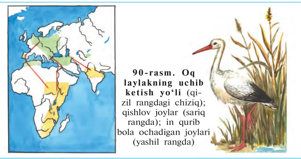 90-rasm. Oq laylakning uchib ketish yo‘li (qi- zil rangdagi chiziq); qishlov joylar (sariq rangda); in qurib bola ochadigan joylari (yashil rangda)
