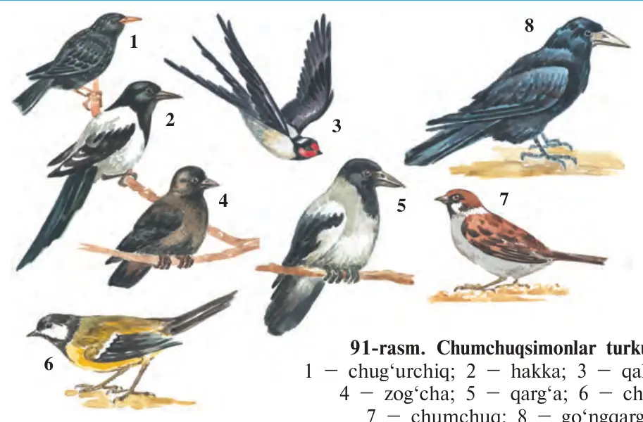 91-rasm. Chumchuqsimonlar turkumi: 1 – chug‘urchiq; 2 – hakka; 3 – qaldirg‘och; 4 – zog‘cha; 5 – qarg‘a; 6 – chittak; 7 – chumchuq; 8 – go‘ngqarg‘a