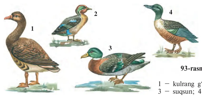 93-rasm. G‘ozsimonlar turkumi: 1 – kulrang g‘oz; 2 – churrak; 3 – suqsun; 4 – yovvoyi o‘rdak