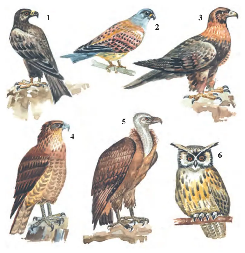 94-rasm. Yirtqich qushlar: 1 – kalxat; 2 – miqqiy; 3 – burgut; 4 – qirg‘iy; 5 – tasqara; 6 – ukki
