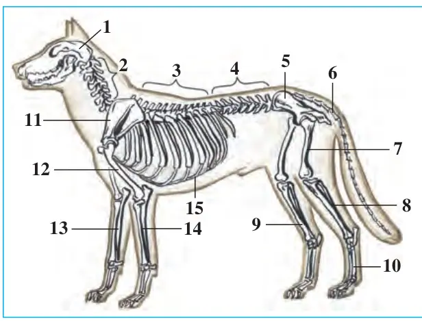 96-rasm. It skeleti: 1 – bosh; 2 – bo‘yin umurt qalari; 3 – ko‘krak umurtqa lari; 4 – bel umurtqalari; 5 – chanoq; 6 – dum umurtqalari; 7 – son; 8 – kichik boldir; 9 – katta boldir; 10 – tovon; 11 – kurak; 12 – yelka; 13 – bilak;