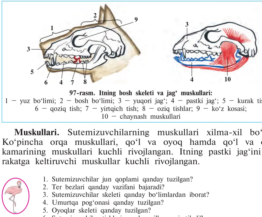 97-rasm. Itning bosh skeleti va jag‘ muskullari: 1 – yuz bo‘limi; 2 – bosh bo‘limi; 3 – yuqori jag‘; 4 – pastki jag‘; 5 – kurak tishlar; 6 – qoziq tish; 7 – yirtqich tish; 8 – oziq tishlar; 9 – ko‘z kosasi; 10 – chaynash muskullari