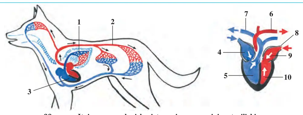 99-rasm. Itning qon aylanish sistemasi va yuragining tuzilishi: 1 – kichik qon aylanish doirasi; 2 – katta qon aylanish doirasi; 3 – yurak; 4 – o‘ng yurak bo‘lmasi; 5 – o‘ng yurak qorinchasi; 6 – aorta qon tomiri; 7 – o‘pka arteriyasi; 8 – o‘pka venasi; 9 – chap yurak bo‘lmasi; 10 – chap yurak qorinchasi