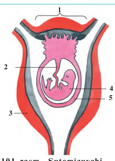 101-rasm. Sutemizuvchi- larning bachadonidagi homilasi: 1 – yo‘ldosh; 2 – kindik; 3 – bachadon devori; 4 – em- brion; 5 – embrion pardasi