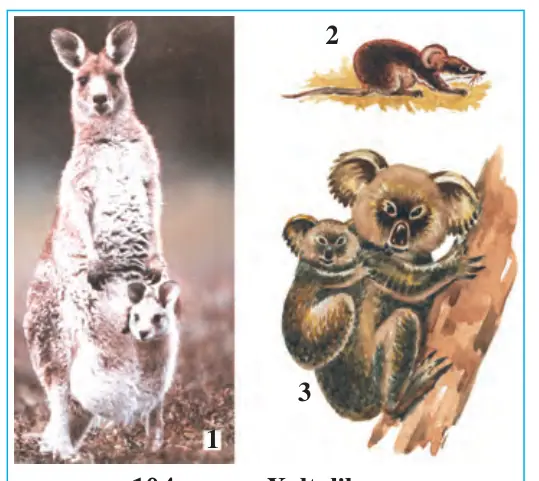 104-rasm. Xaltalilar: 1 – kenguru; 2 – xaltali sichqon; 3 – koala