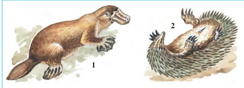 103-rasm. Tuxum qo‘yuvchi sutemizuvchilar: 1 – o‘rdakburun; 2 – yexidna