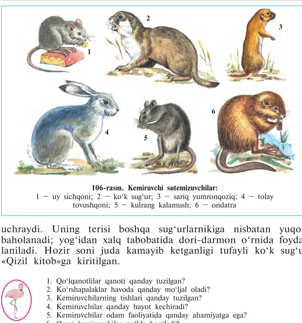 106-rasm. Kemiruvchi sutemizuvchilar: 1 – uy sichqoni; 2 – ko‘k sug‘ur; 3 – sariq yumronqoziq; 4 – tolay tovushqoni; 5 – kulrang kalamush; 6 – ondatra