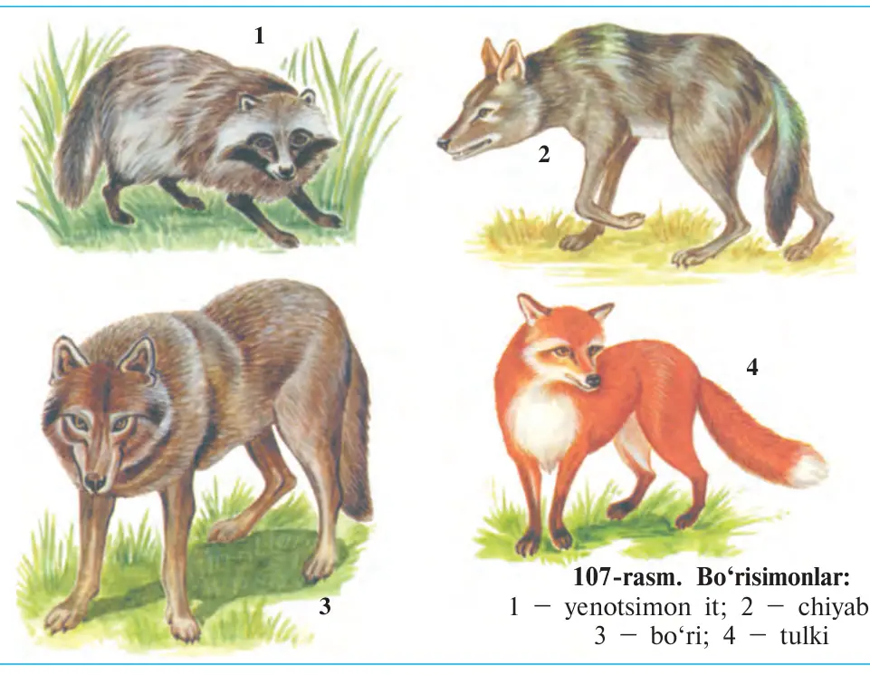 107-rasm. Bo‘risimonlar: 1 – yenotsimon it; 2 – chiyabo‘ri; 3 – bo‘ri; 4 – tulki