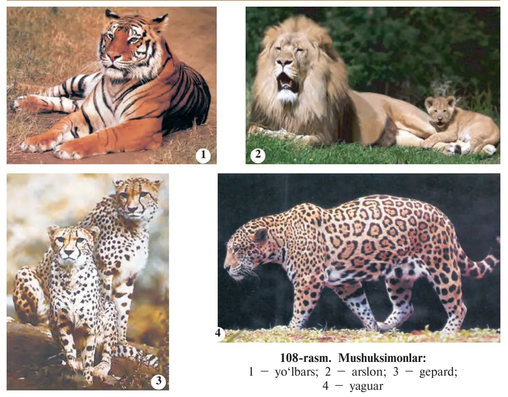 108-rasm. Mushuksimonlar: 1 – yo‘lbars; 2 – arslon; 3 – gepard; 4 – yaguar
