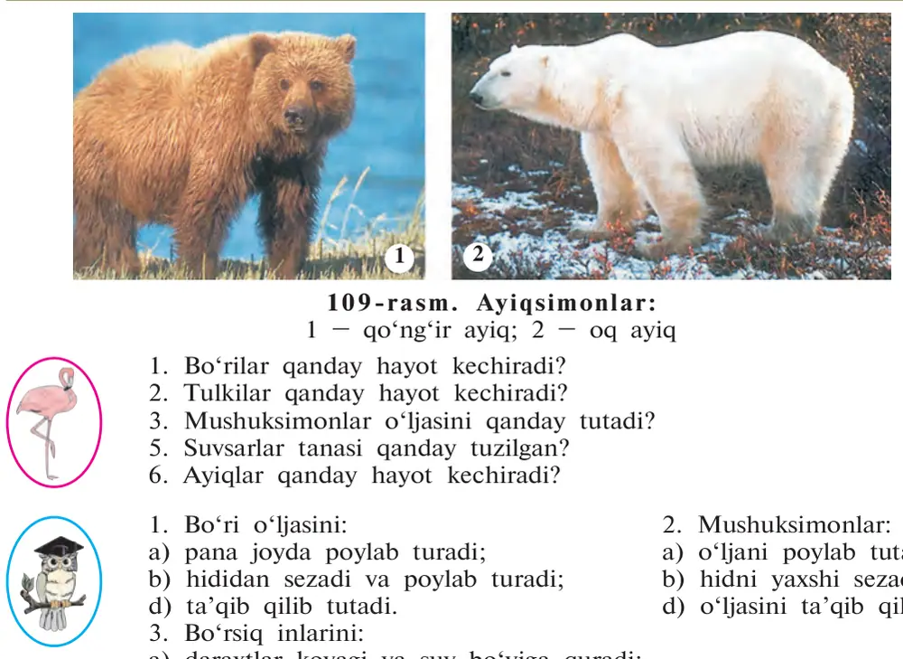 109-rasm. Ayiqsimonlar: 1 – qo‘ng‘ir ayiq; 2 – oq ayiq 1. Bo‘rilar qanday hayot kechiradi? 2. Tulkilar qanday hayot kechiradi? 3. Mushuksimonlar o‘ljasini qanday tutadi? 5. Suvsarlar tanasi qanday tuzilgan? 6. Ayiqlar qanday hayot kechiradi?