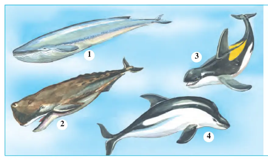 111-rasm. Kitsimonlar: 1 – ko‘k kit; 2 – kashalot; 3 – kasatka; 4 – oqbiqin delfin