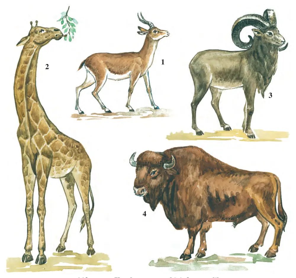 112-rasm. Kavsh qaytaruvchi juft tuyoqlilar: 1 – jayron; 2 – jirafa; 3 – arxar; 4 – zubr