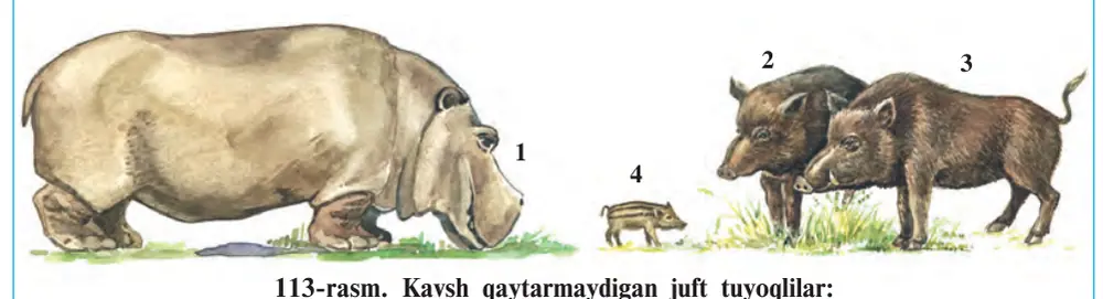 113-rasm. Kavsh qaytarmaydigan juft tuyoqlilar: 1 – suv ayg‘iri (begemot); 2 – 4 to‘ng‘izlar; (2 – erkagi; 3 – urg‘ochisi; 4 – bolasi)