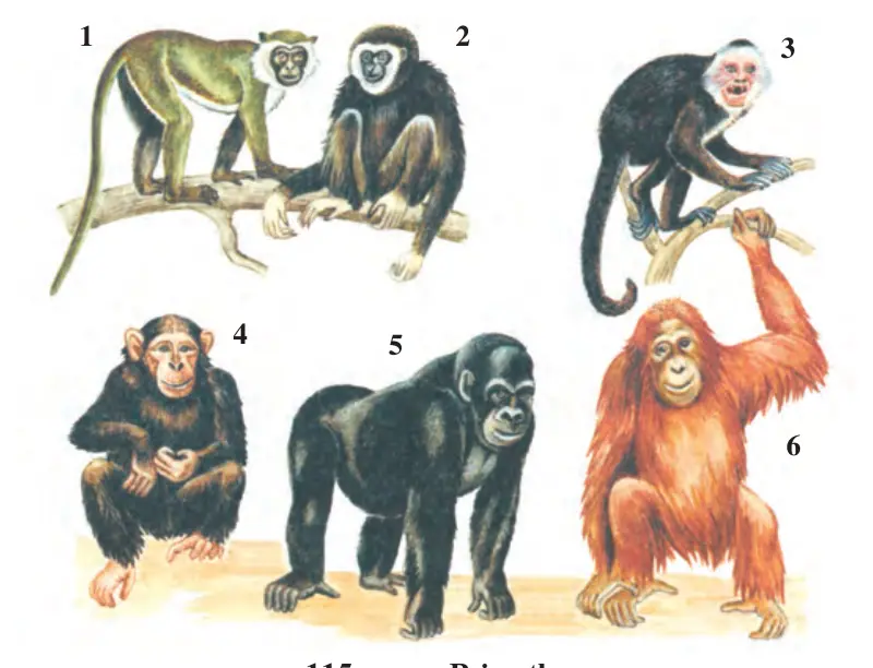 115-rasm. Primatlar: 1 – yashil martishka; 2 – gibbon; 3 – oq peshana kaputsin; 4 – shimpanze; 5 – gorilla; 6 – orangutan