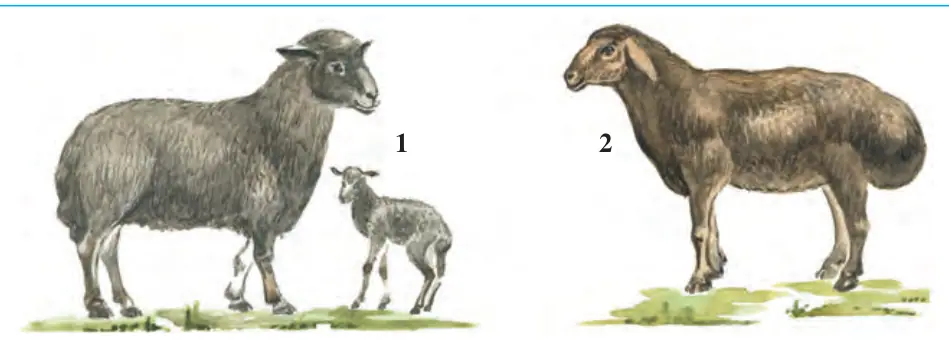 117-rasm. Qo‘y zotlari: 1 – qorako‘l qo‘yi va uning qo‘zisi; 2 – Hisor qo‘yi