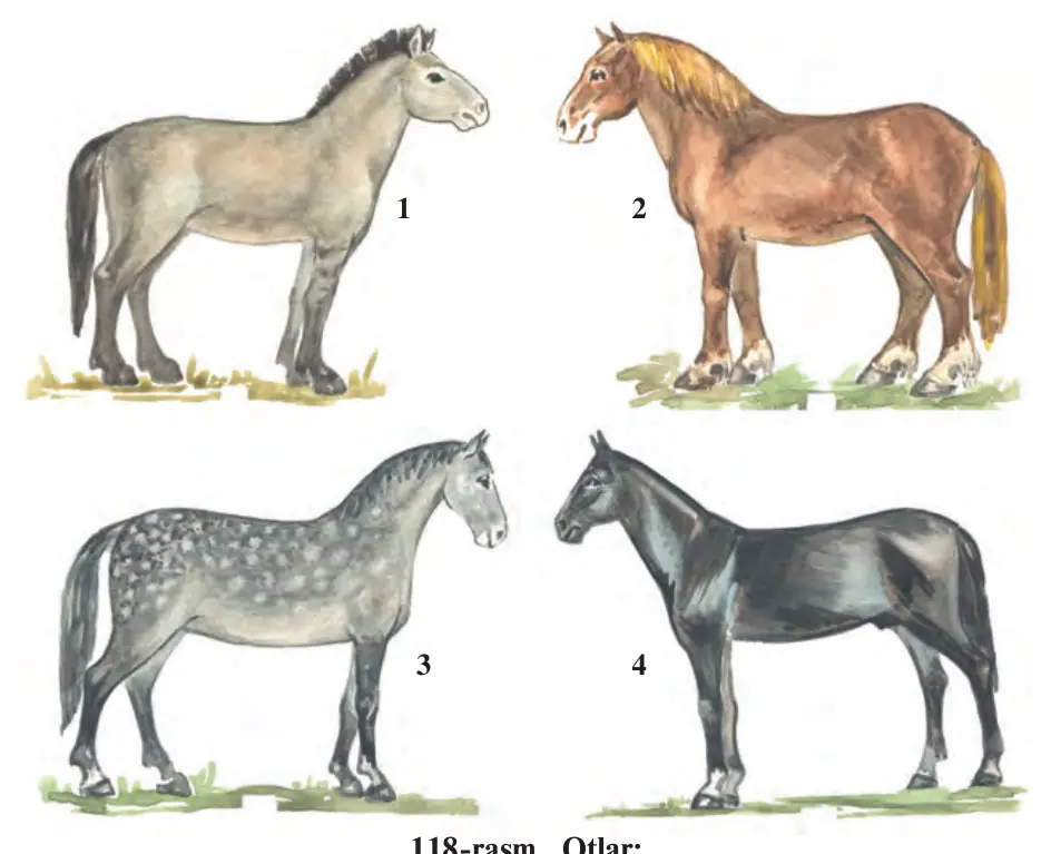 118-rasm. Otlar: 1 – yovvoyi ot – tarpan; 2 – og‘ir yuk tortadigan Vladimir oti; 3 – Orlov yo‘rg‘asi; 4 – Qorabayir