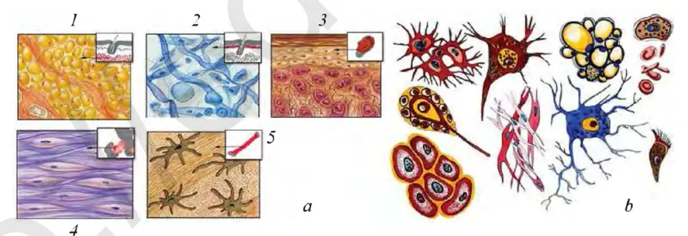 1-rasm. Odam organizmi toʻqimalari va hujayralarining xilma-xilligi: a – toʻqimalar: 1 – yogʻ toʻqimasi, 2 – tolali biriktiruvchi toʻqima, 3 – togʻay toʻqimasi, 4 – silliq muskullar, 5 – suyak toʻqimasi; b – turli xil hujayralar.