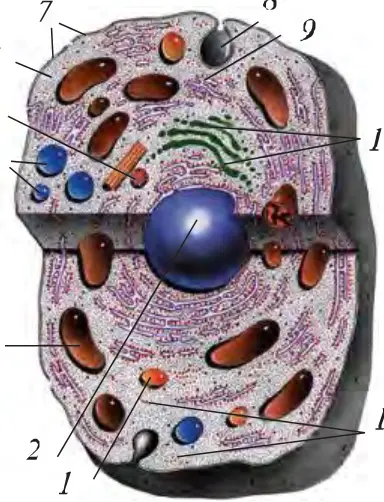 2-rasm. Hujayraning tuzilishi: 1 – lizosoma, 2 – yadro, 3 – mitoxondriya, 4 – vakuolalar, 5 – sentriol, 6 – sitoplazma, 7 – hujayra membranasi, 8 – pinotsitoz vakuol, 9 – endoplazmatik toʻr, 10 – Golji majmuasi, 11 – ribosomalar.