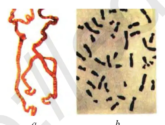 3-rasm. Xromosomalar: a – tuzilishi sxemasi, b – mikroskopda koʻrinishi.