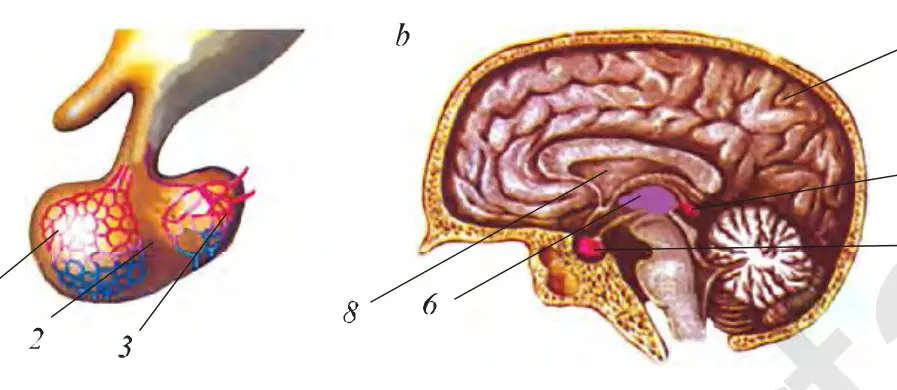 13-rasm. a – gipotalamusning tuzilishi: 1 – oldingi bo‘lagi, 2 – o‘rta bo‘lagi, 3 – keyingi bo‘lagi; b – bosh miyada sekretsiya bezlarining joylashuvi: 4 – bosh miya yarimsharlari, 5 – epifiz, 6 – gipotalamus, 7 – gipofiz, 8 – oraliq miya.