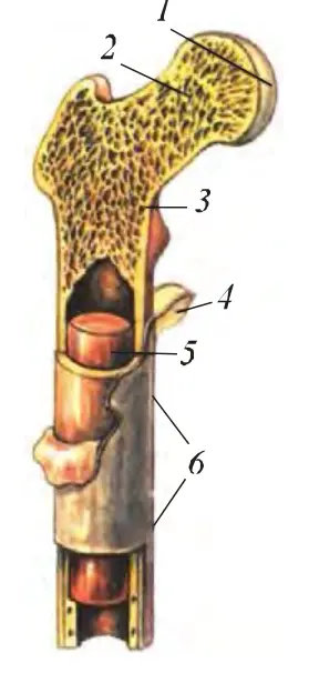 20-rasm. Naysimon suyaklarning tuzilishi: 1 – suyak boshchasi, 2 – g‘ovak modda, 3 – tig‘iz modda, 4 – suyakusti pardasi, 5 – ilik, 6 – suyakning o‘rta qismi.