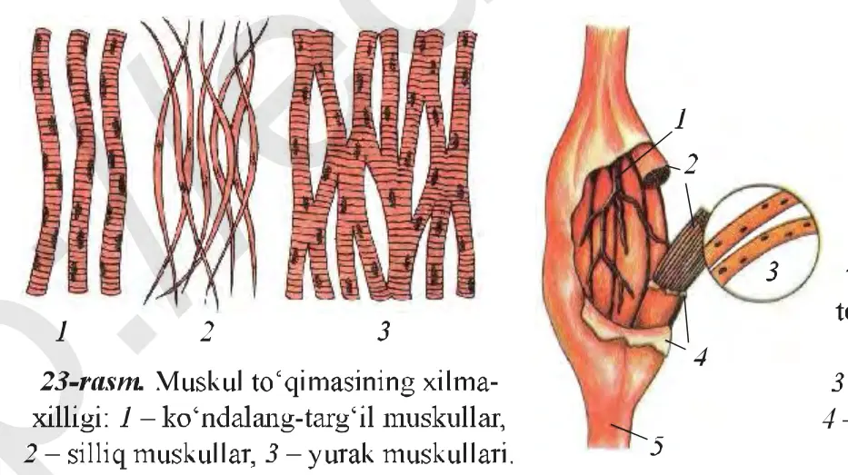 23-rasm. Muskul to‘qimasining xilma-xilligi: 1 – ko‘ndalang-targ‘il muskullar, 2 – silliq muskullar, 3 – yurak muskullari. 24-rasm. Skelet muskullarining tuzilishi: 1 – qon tomiri, 2 – muskul boylami, 3 – muskul tolalari, 4 – muskulning ustki pardasi, 5 – pay.