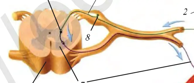 27-rasm. Muskullar ishlashida nerv impulslarining o‘tkazilish sxemasi: 1 – teri, 2 – retseptorlar, 3 – sezuvchi neyron, 4 – oraliq neyron, 5 – orqa miya, 6 – muskul, 7 – harakatlantiruvchi neyron, 8 – nerv tuguni.