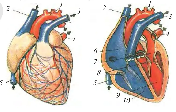 33-rasm. Yurakning tuzilishi: a – tashqi ko'rinishi, b – ichki tuzilishi: 1 – aorta yoyi, 2 – yuqori kovak vena, 3 – o'pka arteriyasi, 4 – o'pka venasi, 5 – pastki kovak vena, 6 – o'ng bo'lmasi, 7 – chap bo'lmasi, 8 – tavaqali klapanlar, 9 – chap qorincha, 10 – o'ng qorincha.
