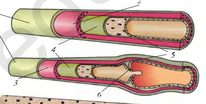34-rasm. Qon tomirlari devorining tuzilishi: a – arteriya, b – vena, d – kapillar; 1 – tashqi tig‘iz biriktiruvchi to‘qima qavati, 2 – silliq muskulli qalin o‘rta qavat, 3 – silliq muskulli yupqa o‘rta qavat, 4, 5 – elastik tolalar, 6 – vena kapillarlari, 7 – bir qavat hujayralardan iborat ichki qavat.