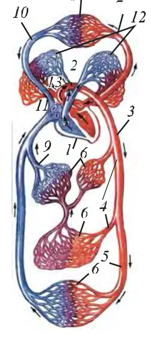 36-rasm. Katta va kichik qon aylanish doirasi sxemasi: 1 – yurak, 2 – aorta yoyi, 3 – aorta, 4 – organlarga ketadigan arteriyalar, 5 – oyoq arteriyasi, 6 – organlardagi kapillarlar, 7 – boshga ketadigan arteriya, 8 – boshdagi kapillarlar, 9 – pastki kovak vena, 10 – yuqori kovak vena, 11 – o‘pka arteriyasi, 12 – o‘pka kapillarlari, 13 – o‘pka venasi.