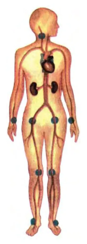 38-rasm. Tananing yirik arteriyalari teri yuzasiga yaqin joylashgan qismlari.