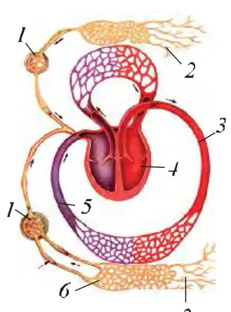 41-rasm. Limfa va qon aylanish sistemasi o‘rtasidagi bog‘lanish: 1 – limfa tugunlari, 2 – limfa kapillarlari, 3 – arteriya qoni, 4 – yurak, 5 – vena qoni, 6 – limfa tomirlari.